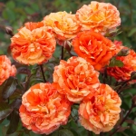 Oranges and Lemons / Оранжис енд Лемонс